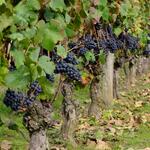Lancement du réseau Vinopôle Centre Val de Loire