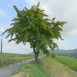 Opération de plantation d arbres dans le chinonais