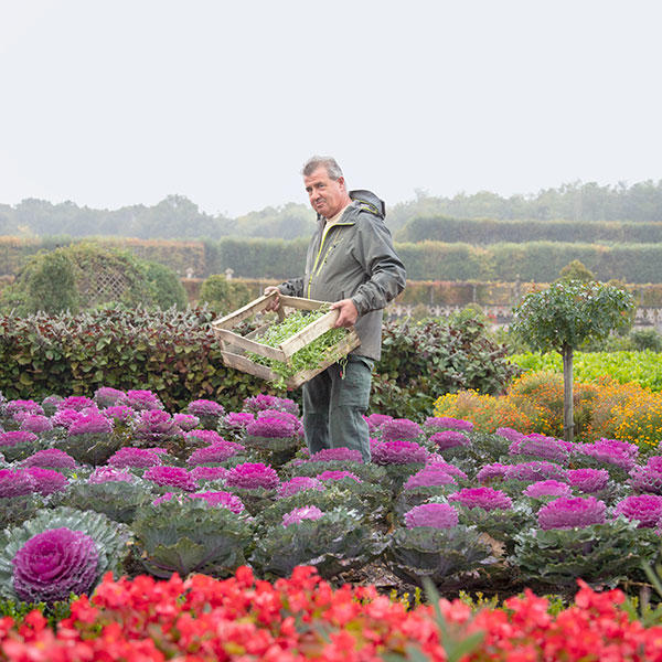 Un membre de l équipe de jardiniers travaillant au château de Villandry. — © Margot Pivot