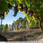 rando vignes St-Nicolas 2012 - 2