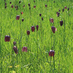 Prairie de fritillaires