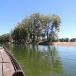 Plantes comestibles en bords de Loire