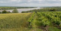 Le vignoble et l’AOC de Savennières