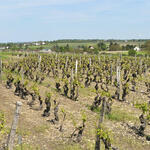 19.2 - les vins de vouvray et montlouis (1) TEST.jpg