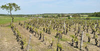 Les vins de Vouvray et Montlouis
