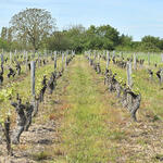 19.2 - les vins de vouvray et montlouis (2) TEST.jpg