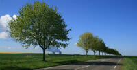 Les alignements d arbres 