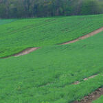 15.1 - une agriculture plusieurs fois millc¦ºnaire.jpg