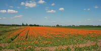 Les champs de fleurs