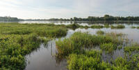 Les prairies alluviales