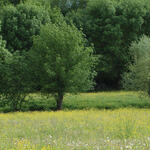 27.2 - les arbres et les haies (2).jpg