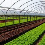 poi 20 - maraichages_11_14_2014.jpg