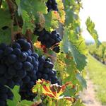 niv 2 l a.o.c. bourgueil_11_14_2014.jpg
