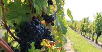 L’A.O.C. Bourgueil