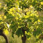 poi 16 vignobles en val de loire_11_14_2014.jpg