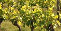Vignobles en Val de Loire